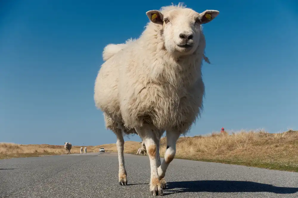 Balzer, Bodo: Sheep have right of way here