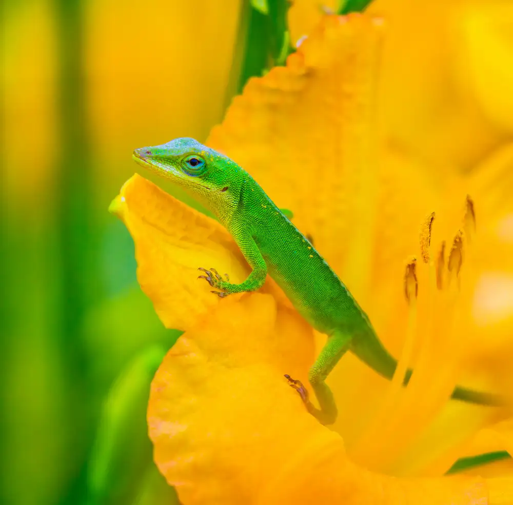 He, Mike: A Green Anole in A Flower