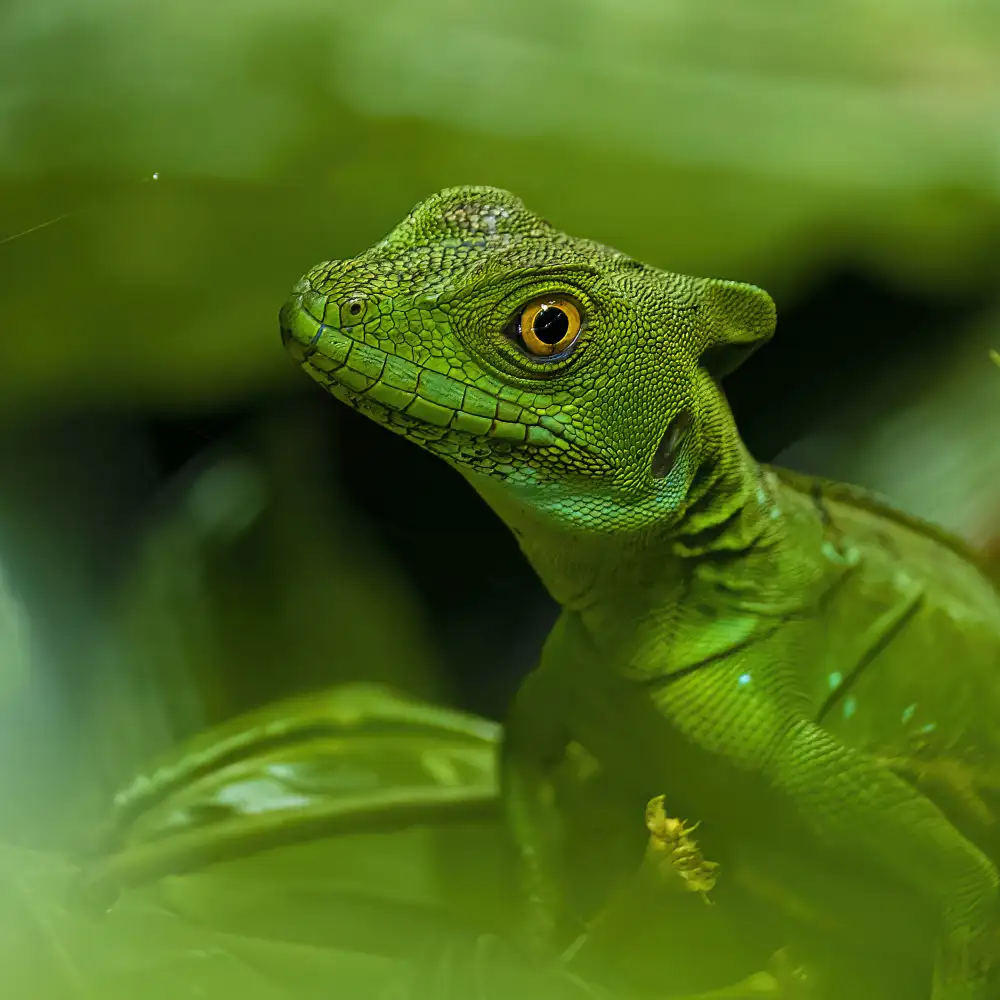 Dhanorkar, Saurabh: Back to Jurassic Park?