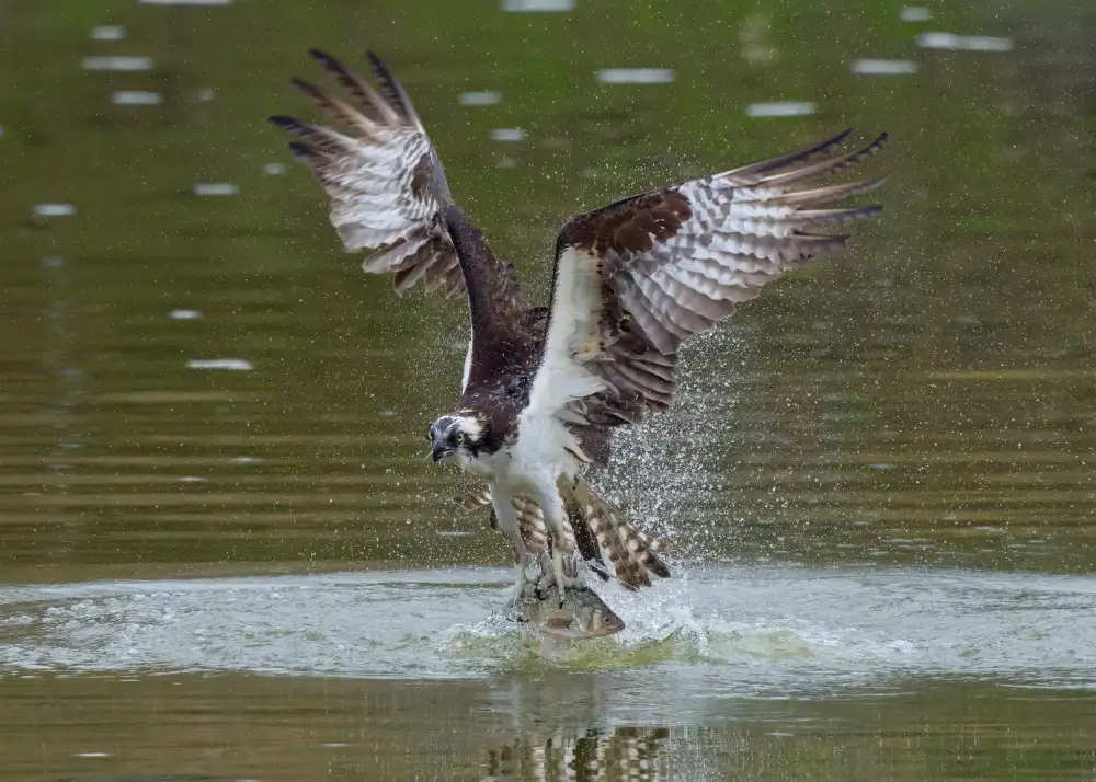 Chen, Johnny: Ospreys catch fish