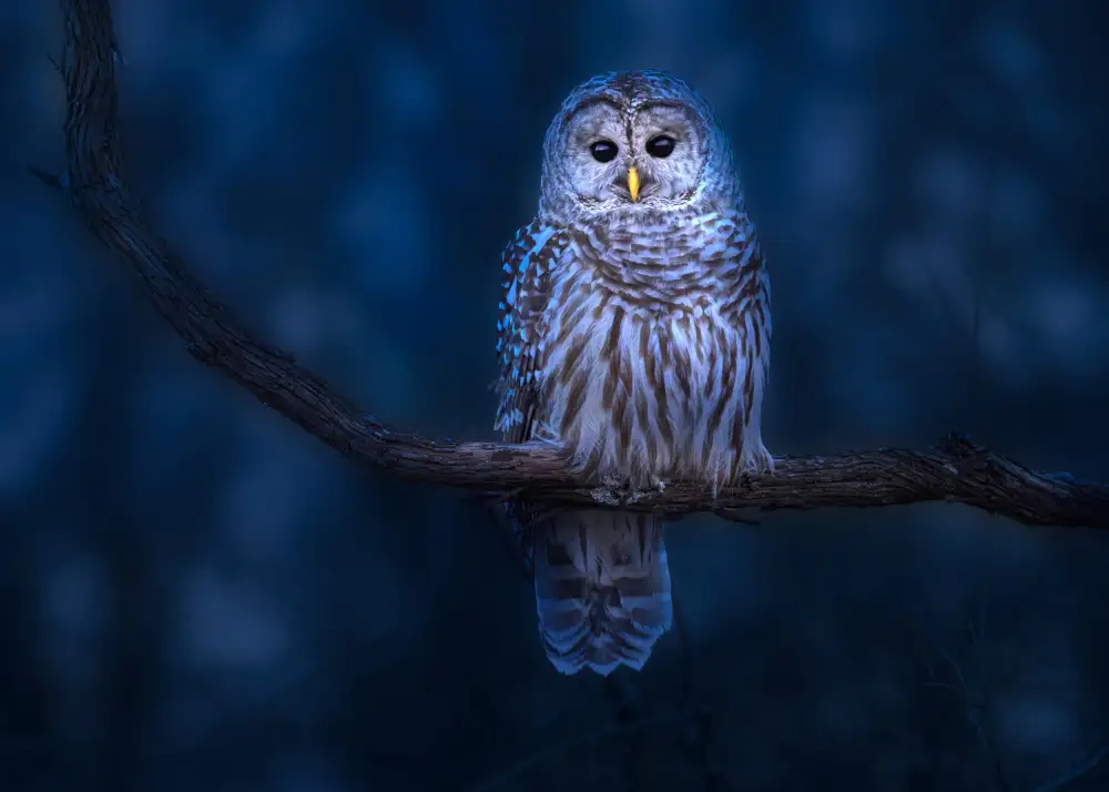 Gu, Zeren: Barred Owl