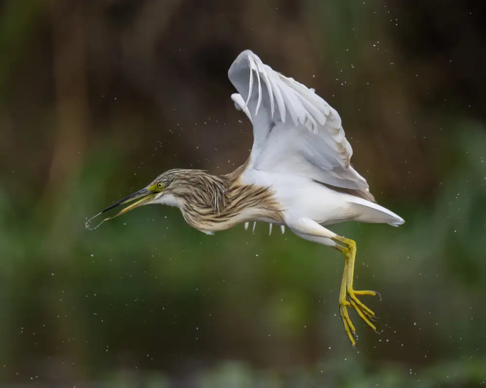 Elsheshtawy, Ahmed: Squacco heron