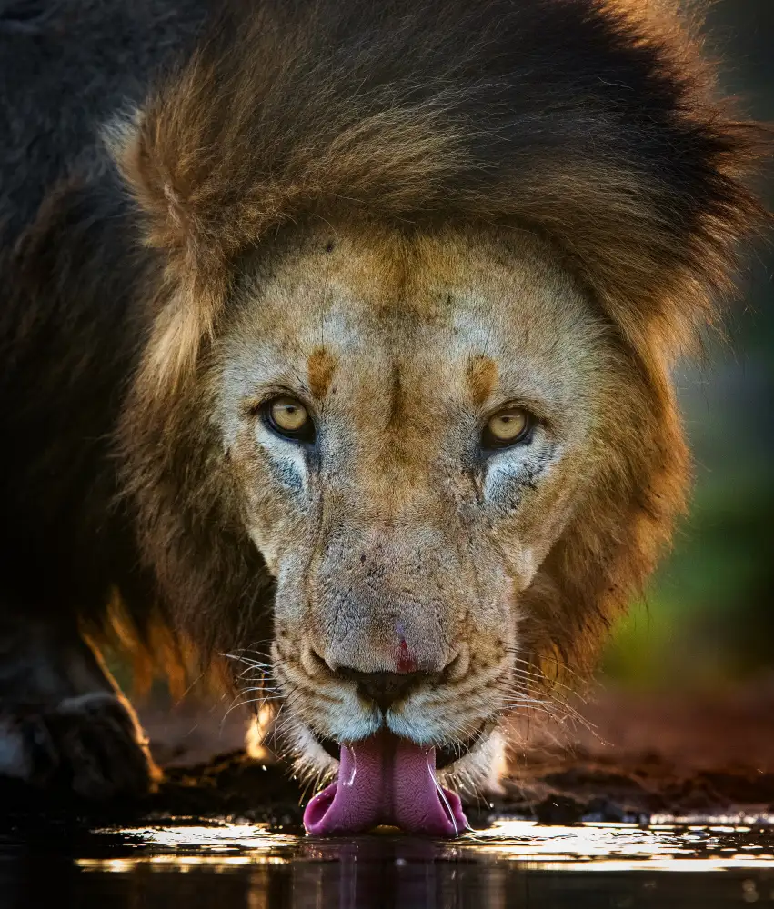 FrancoisVenter: Backlight lion