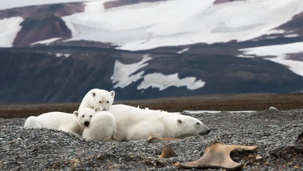 Prasad, Som: The Bear Family
