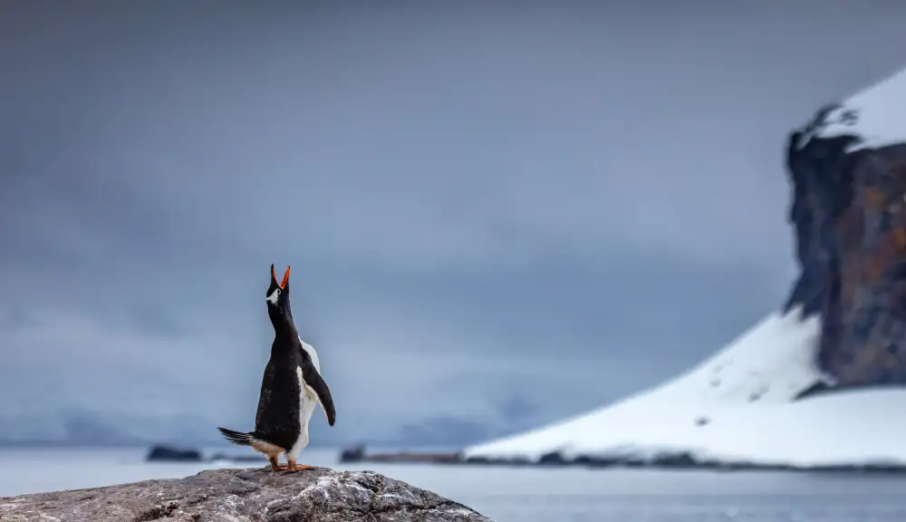 Lin, Ning: Il richiamo dei pinguini