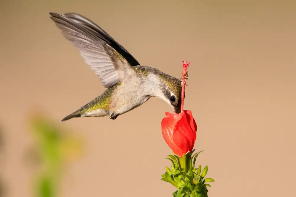 He, Mike: Hummingbird and Flower