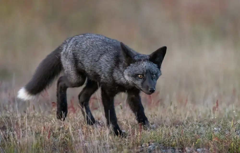 Huang, Johnson: Black Fox