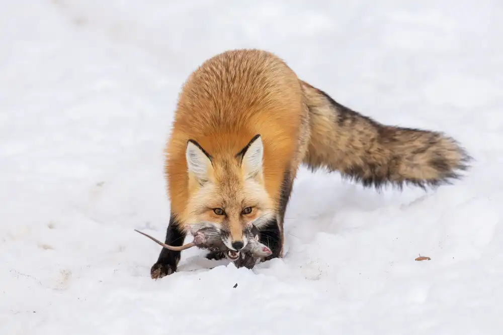 (吉星高照), Taksing: Hunting