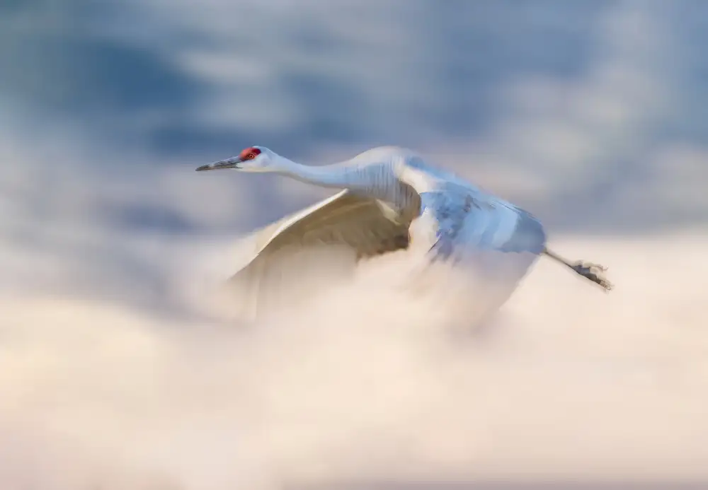 Hu, Gary: Sandhill Crane volando en las nubes