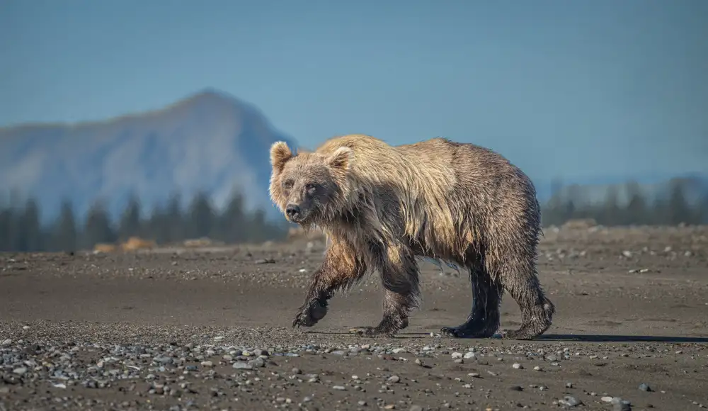Sink, C. Jeffrey: Ursus arctos horribilis