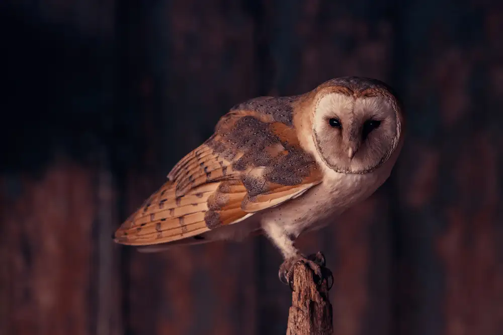 Horst, ter Gert: Barn owl perching in the dark