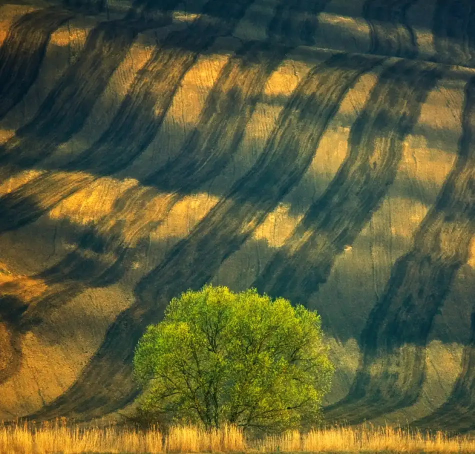 Browko, Krzysztof: Albero ...