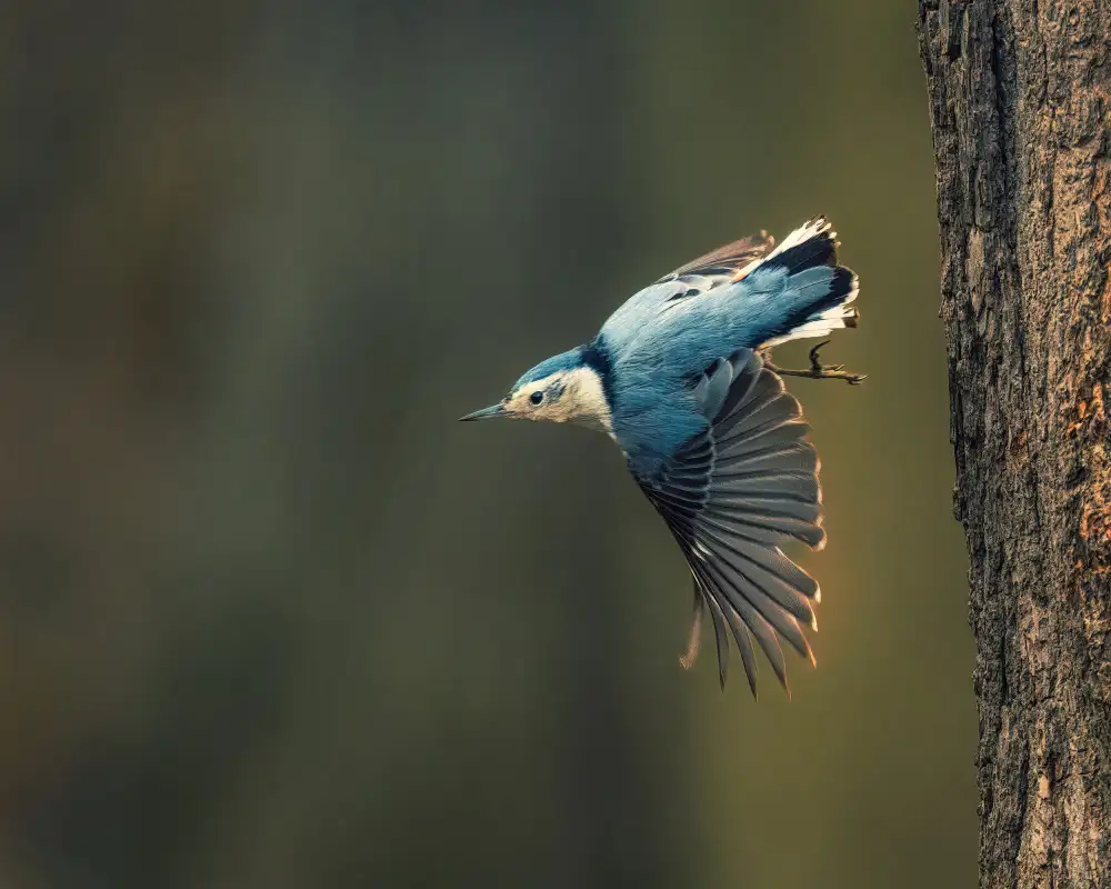 Cai, Xiao: Bird - White Breasted Nuthatch