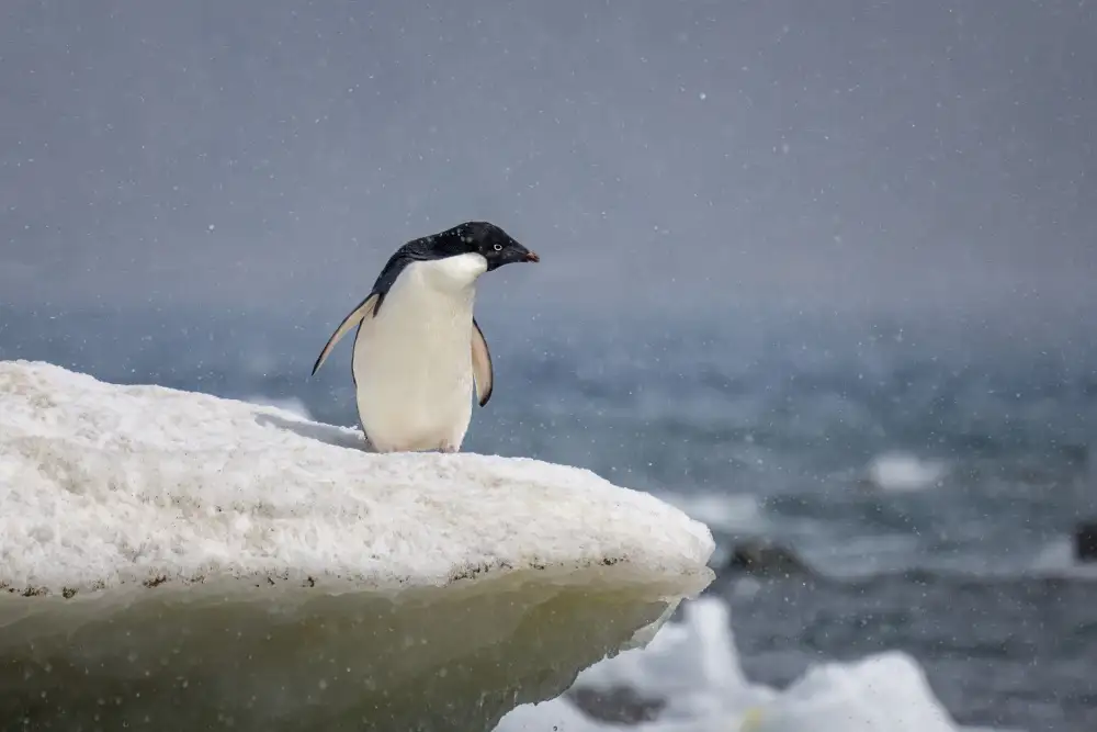 Wei, and Siyu: Manchot Adélie sous une douche de neige