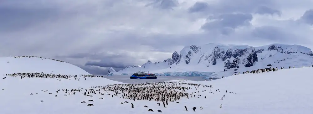 Chang, Jiangping: Campamento de pingüinos