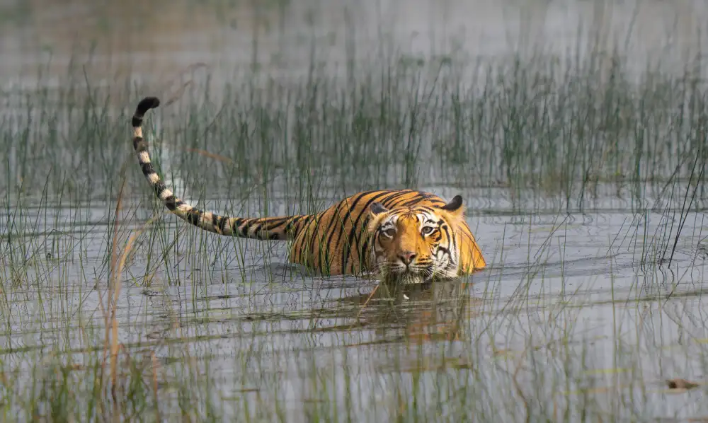 Nagpal, Manish: anyone game for a swim