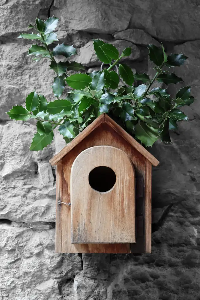 Blursbyai, Laiz Rosana: Holly ptačí budka