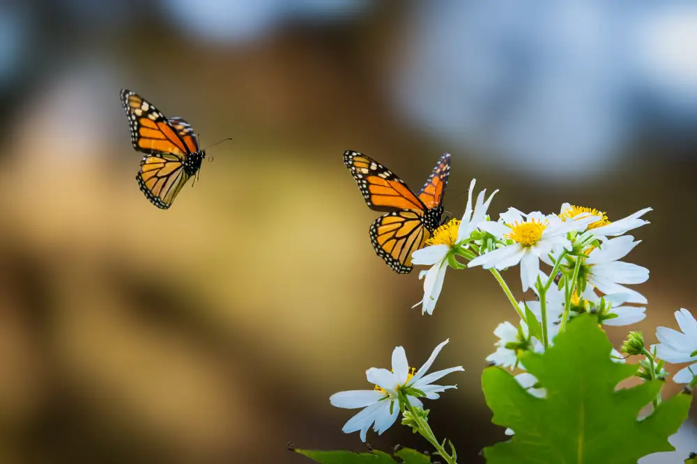 Li, Ryan: Mariposa monarca