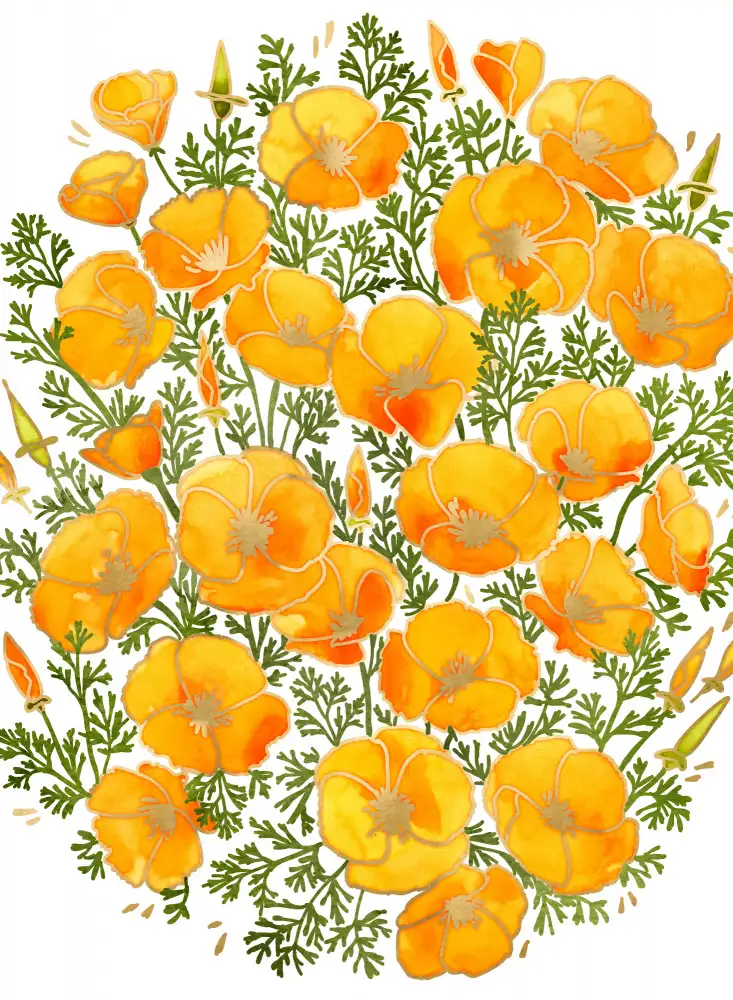 Blursbyai, Laiz Rosana: Gold accented California poppies