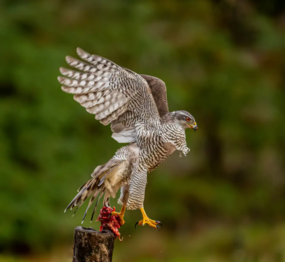 Procaccia, Itamar: Goshawk with prey