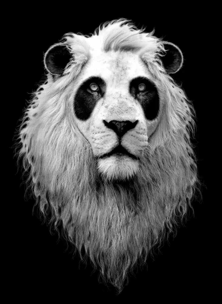 Lawless, Adam: PANDALION
