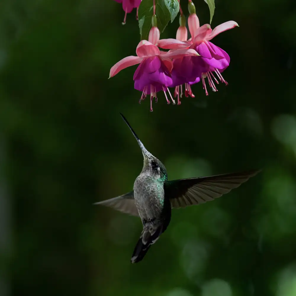 Manusevich, David: Colibri