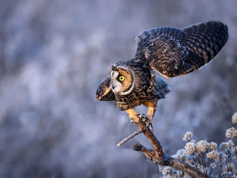 (吉星高照), Taksing: Long-eared owl