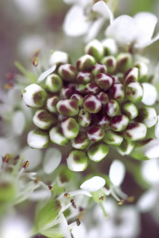 Blursbyai, Laiz Rosana: Shluk I