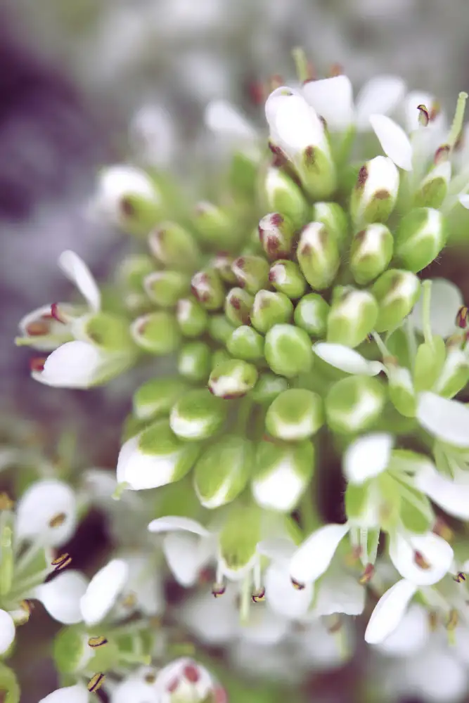 Blursbyai, Laiz Rosana: Shluk II
