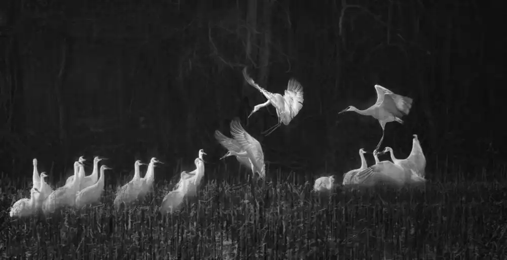 W, Deming: Sandhill Cranes family