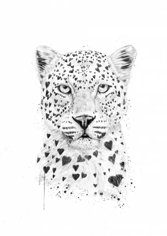 Solti, Balazs: Precioso leopardo