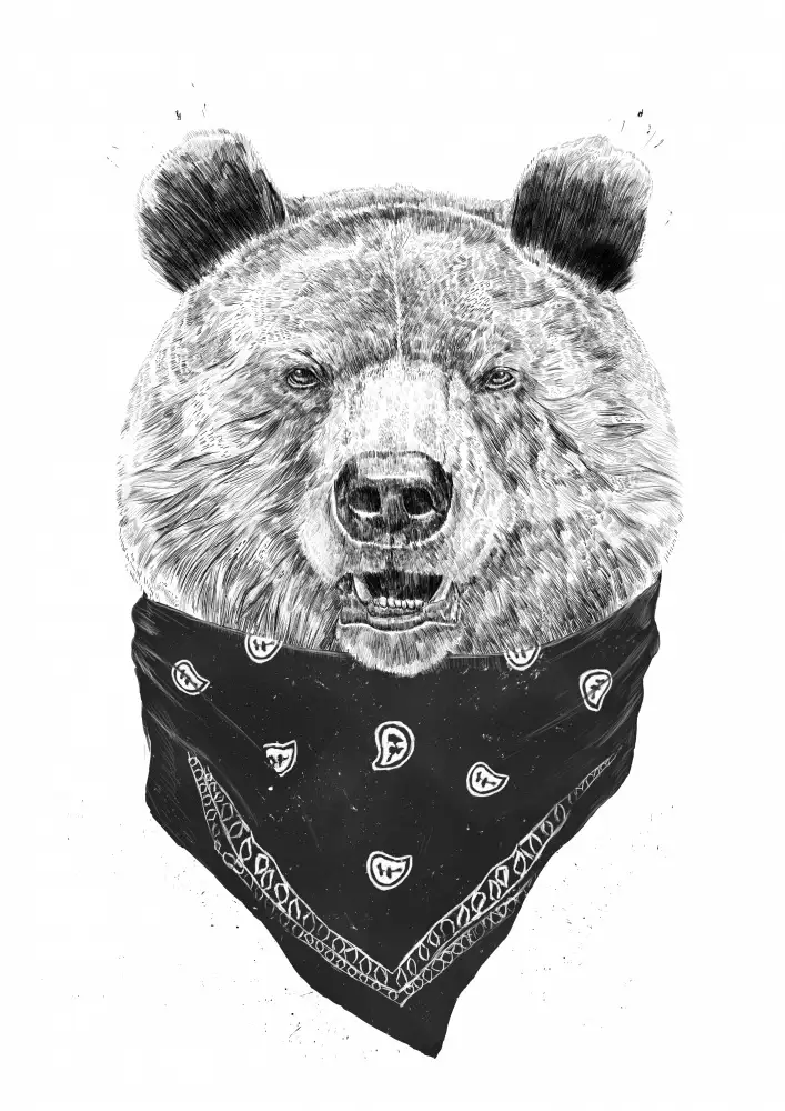Solti, Balazs: Oso salvaje