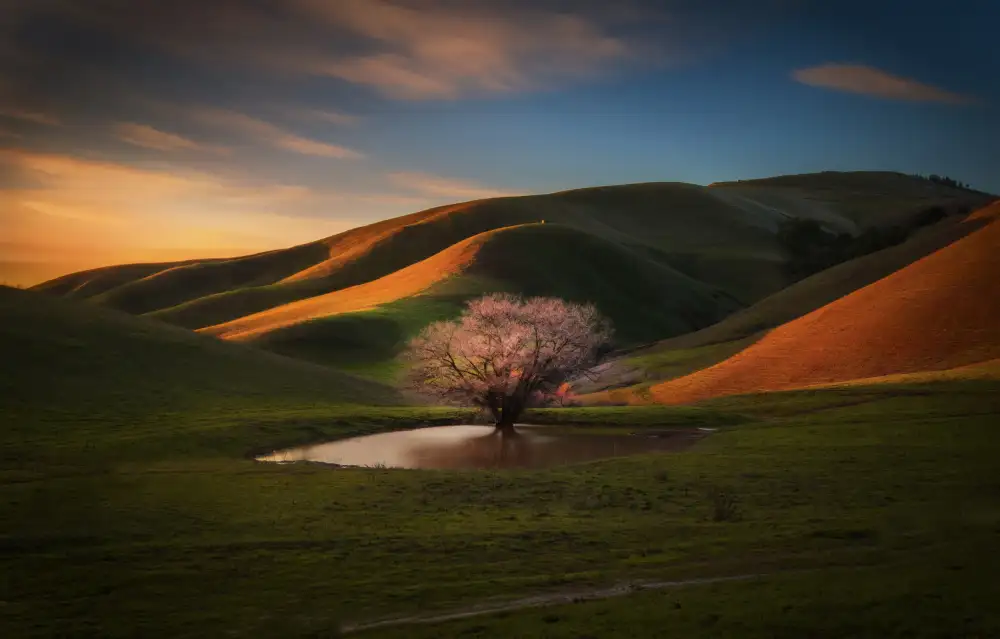 Qiu, Jenny: The Last Light at the Lone Tree