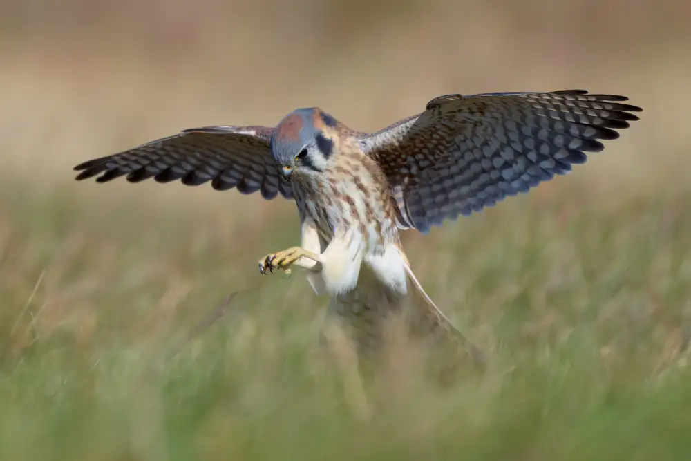 Chen, Johnny: American Kestrel Hunting
