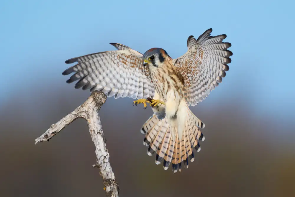 Chen, Johnny: Landing with the loot