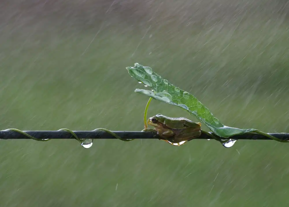 Şener, Savaş: November Regen