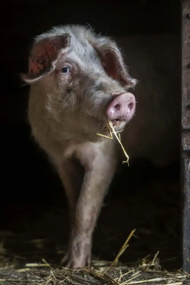 Bosch, den Gert: The luscious pig