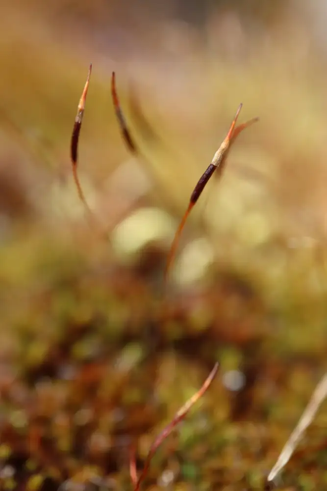 Blursbyai, Laiz Rosana: Magická tyčinka