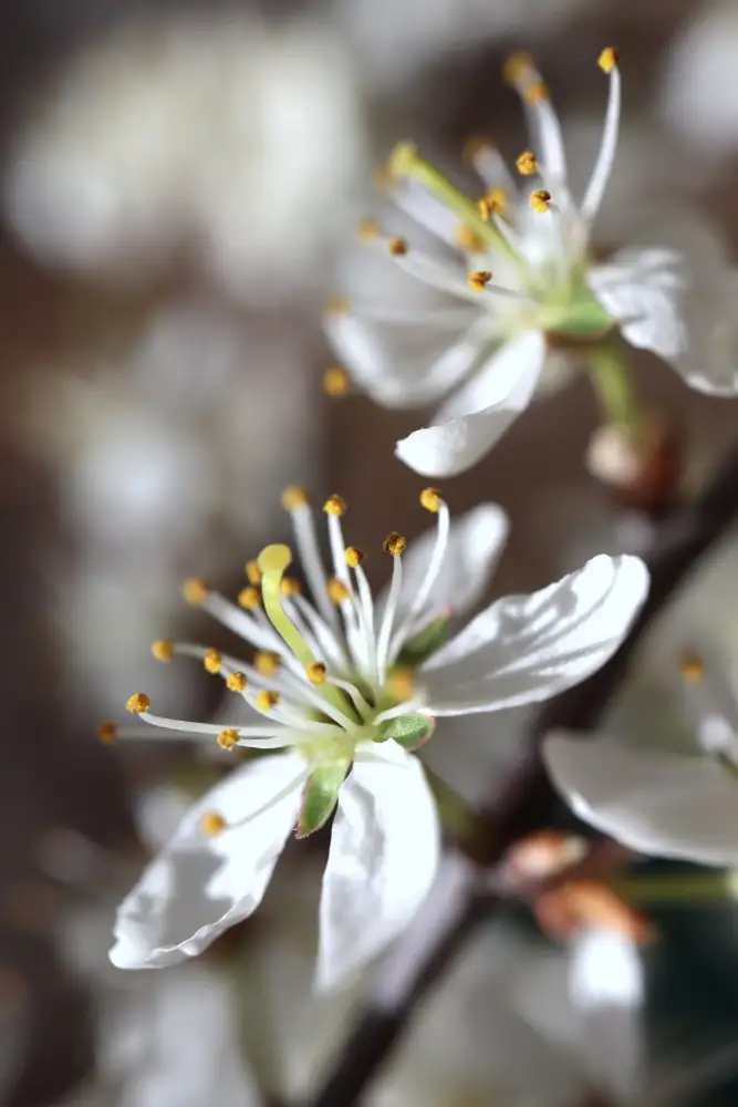 Blursbyai, Laiz Rosana: Jaro kvete I