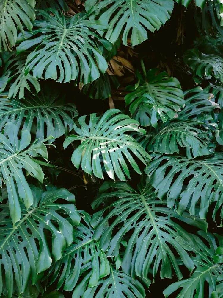 Zwart, Raisa: Monstera wall in Lisbon