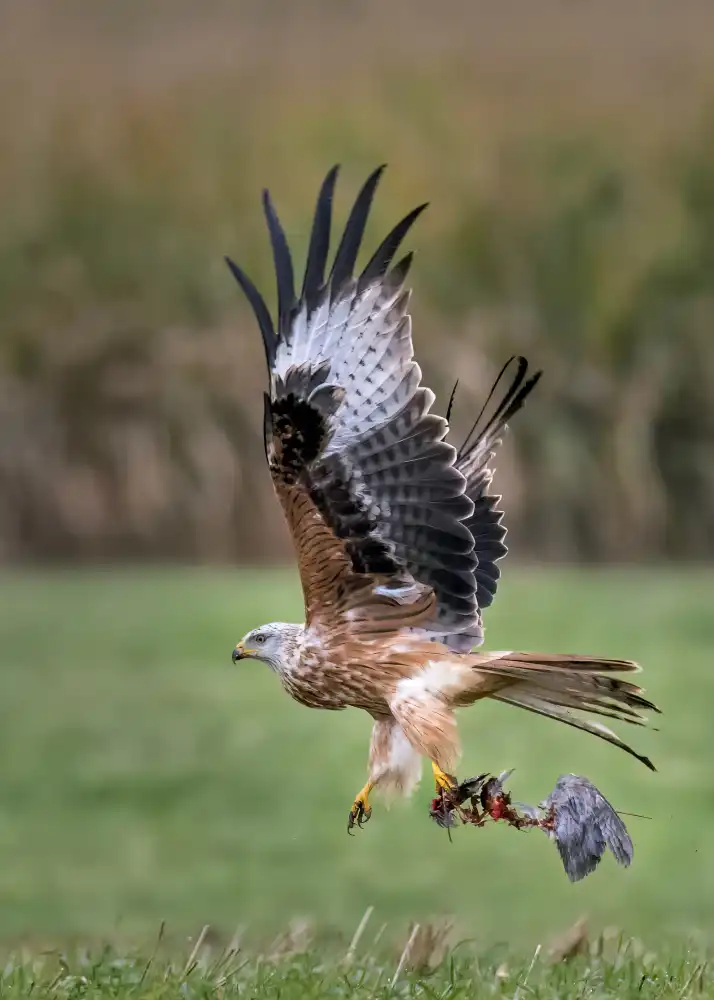 Helsen, Eddy: Red kite