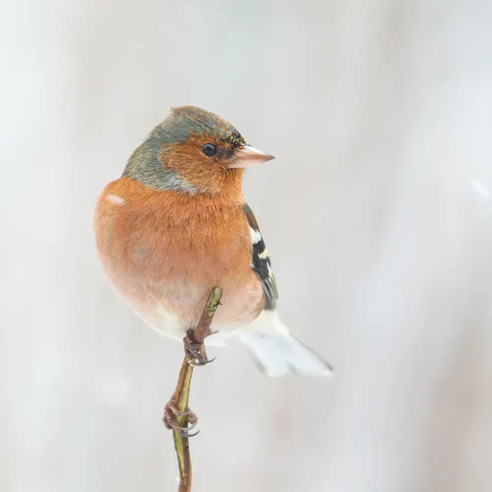 Keizer, Annie: Common chaffinch in winter.