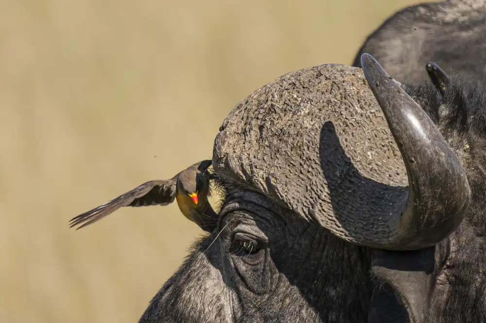 Dhanorkar, Saurabh: Bison and Oxpecker