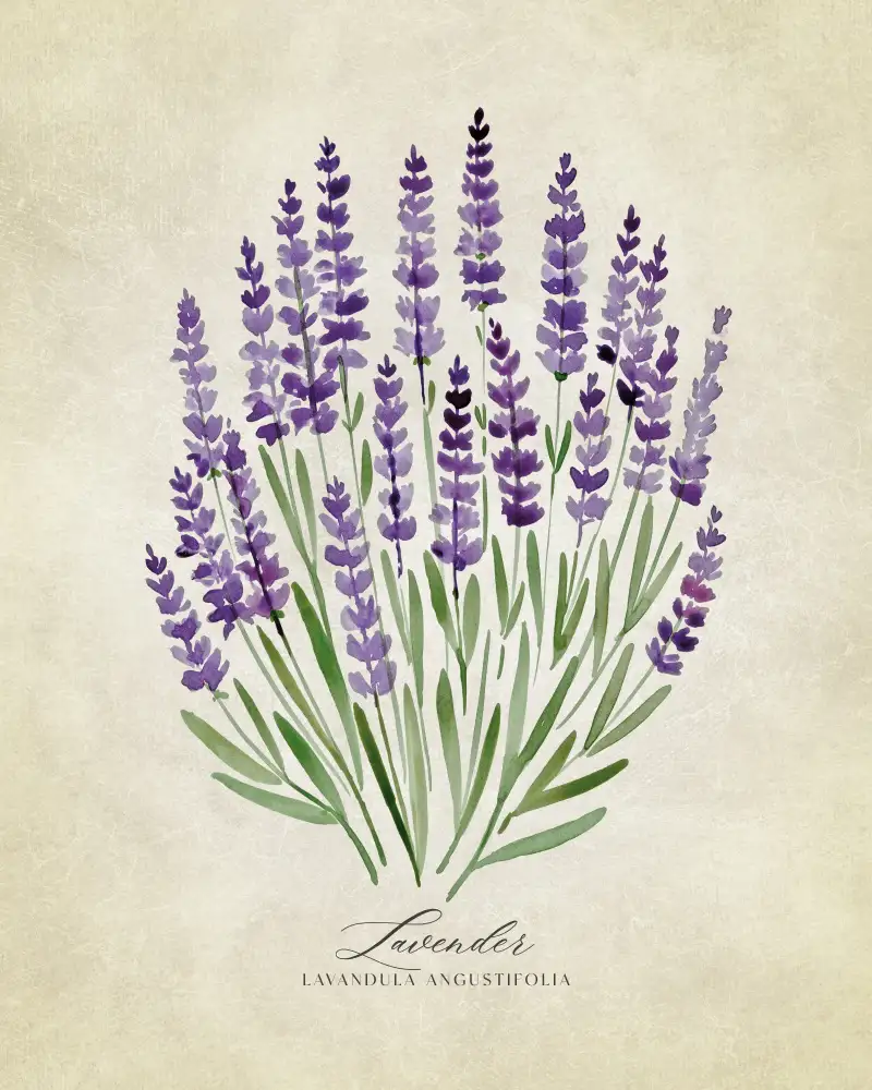 Blursbyai, Laiz Rosana: Lavender vintage