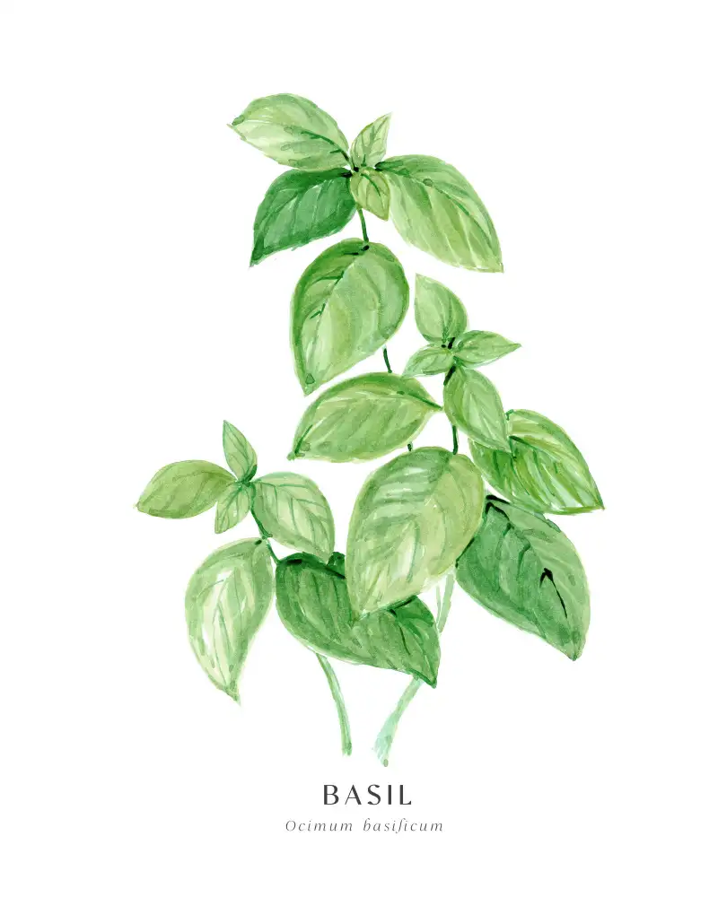 Blursbyai, Laiz Rosana: Basil I