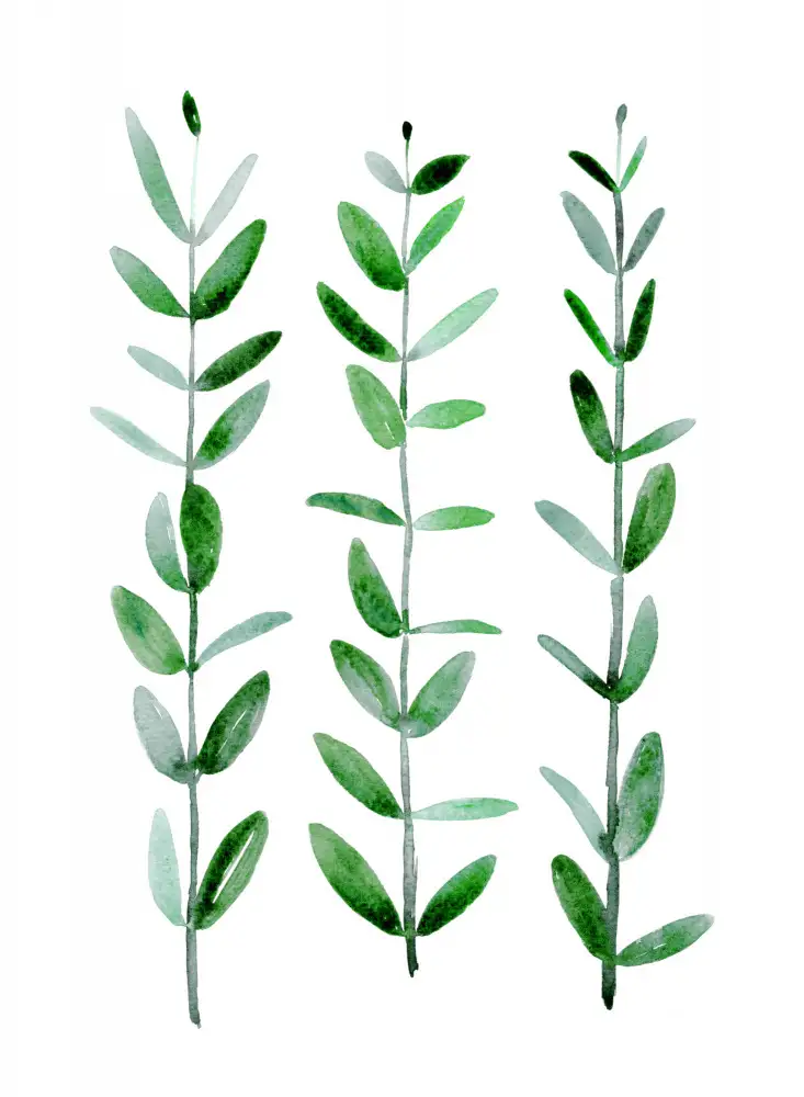 Blursbyai, Laiz Rosana: Akvarel eukalyptus parvifolia