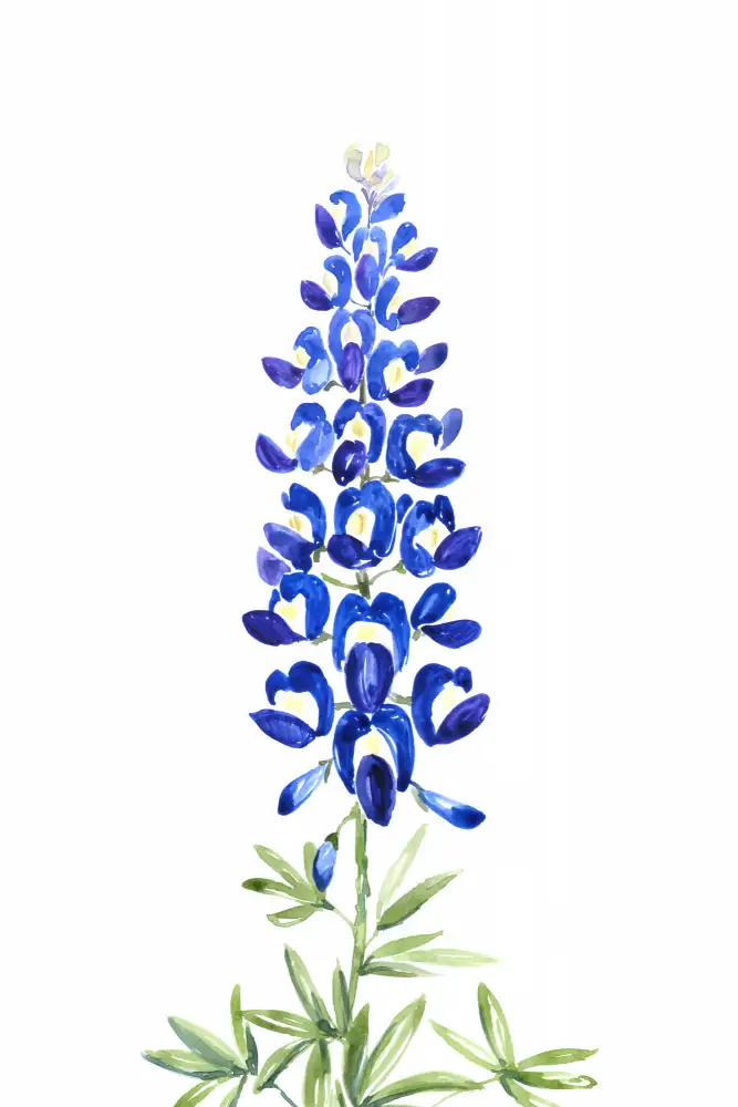 Blursbyai, Laiz Rosana: Akvarel Texas bluebonnet