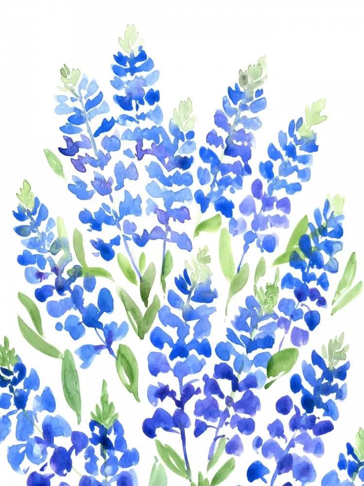 Blursbyai, Laiz Rosana: Akvarel Texas bluebonnets