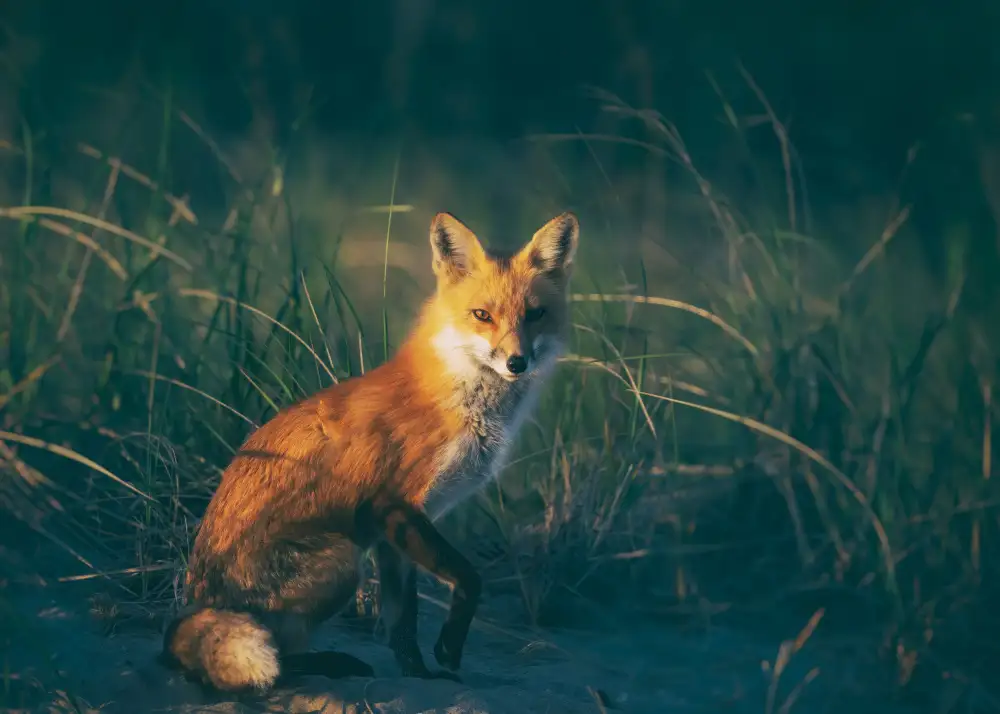 Chen, Li: Red fox