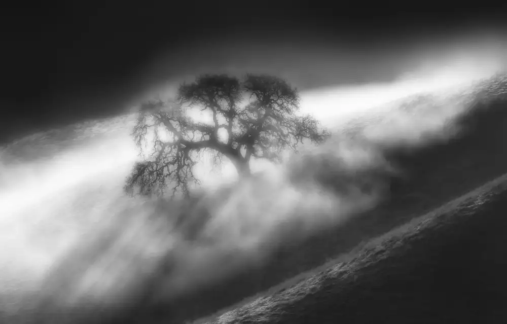 Qiu, Jenny: In the Fogs